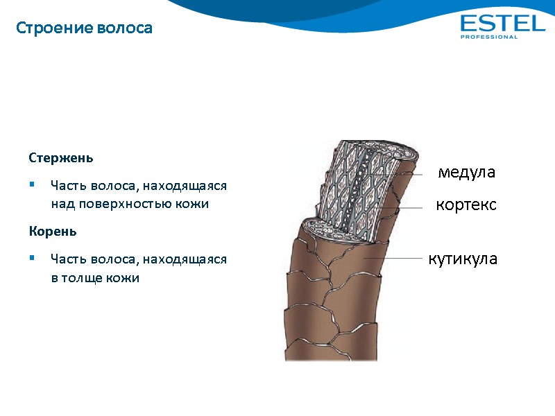 Строение волоса Стержень Часть волоса, находящаяся над поверхностью кожи Корень Часть волоса, находящаяся 